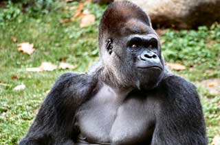 gorilla